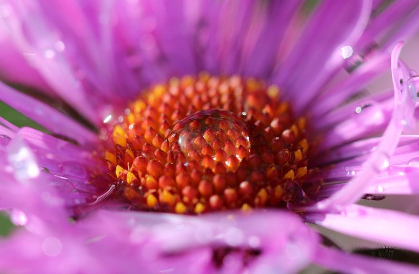Morning dew by Matthias Brix