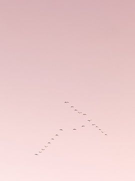 Ganzen in een V (roze) van Marika Huisman fotografie