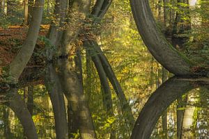 Bäume spiegeln von Jan Dolfing