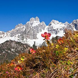 Die Bischofsmütze im schönen Filzmoos von Christa Kramer