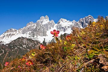 Die Bischofsmütze im schönen Filzmoos