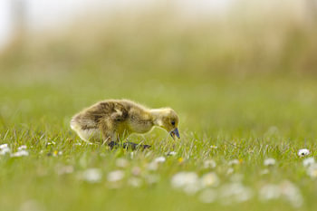 Gänseküken entdeckt Gänseblümchen