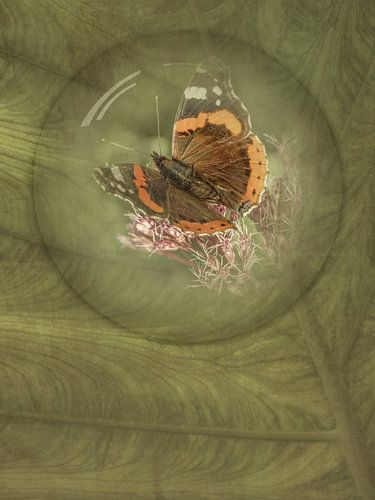 The Beauty of a Butterfly.