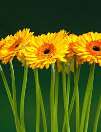 Gerbera by Jessica Berendsen