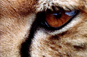Close-up van een cheeta oog van Bobsphotography