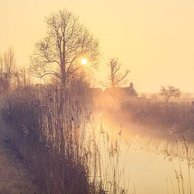 Une matinée ensoleillée dans le parc national de Weerribben-Wieden sur Fotografiecor .nl