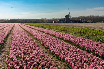 Blumenfeld von Yanuschka Fotografie | Noordwijk