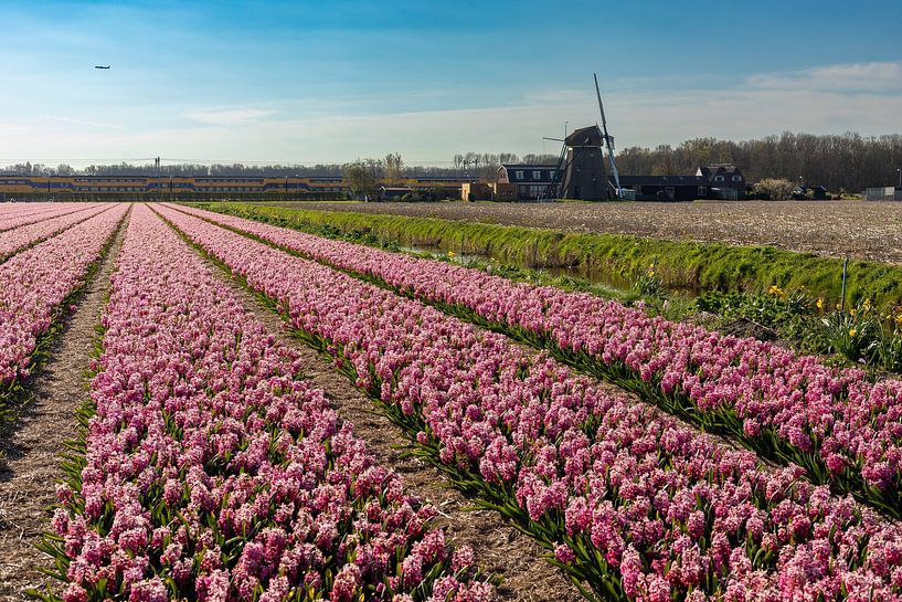 Flower Field by Yanuschka | Fotografie Noordwijk