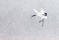 Chinesischer Kranich fliegt im Schneegestöber von AGAMI Photo Agency Miniaturansicht