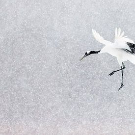 Chinese Kraanvogel vliegend in sneeuwbui van AGAMI Photo Agency