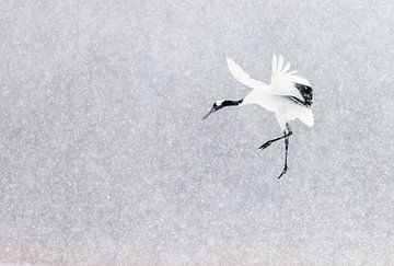 Chinesischer Kranich fliegt im Schneegestöber