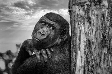Portret  van een gorilla  leunend tegen een boomstam van Chihong