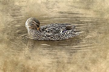 Female duck is washing itself by Art by Jeronimo