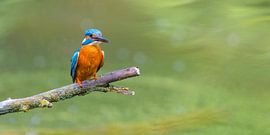 Martin-pêcheur assis sur une branche donnant sur un petit étang sur Sjoerd van der Wal Photographie