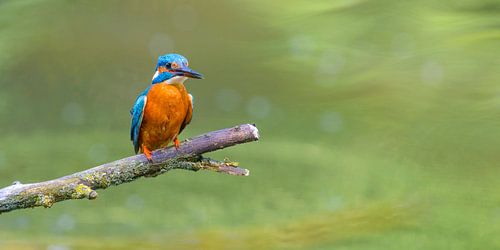 IJsvogel zittend op een tak met uitzicht op een kleine vijver