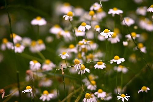 Camomille en gros plan
