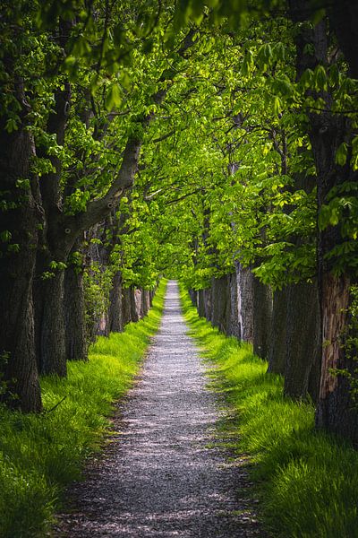 Chestnut by Steffen Gierok