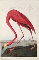 American Flamingo - Teylers Edition - Birds of America, John James Audubon