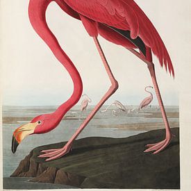 Flamant américain - Edition Teylers - Oiseaux d'Amérique, John James Audubon sur Teylers Museum