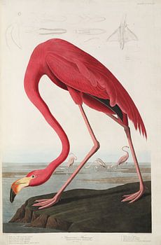 Flamant américain - Edition Teylers - Oiseaux d'Amérique, John James Audubon