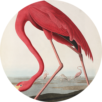 American Flamingo - Teylers Edition - Birds of America, John James Audubon van Teylers Museum