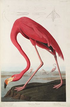 American Flamingo - Teylers Edition - Birds of America, John James Audubon van Teylers Museum