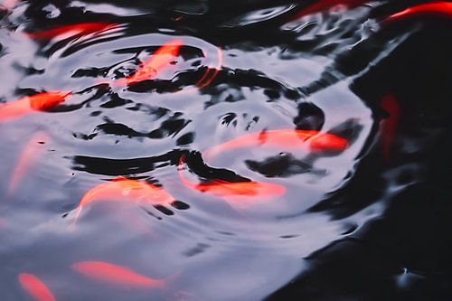 mehrere rote Koi im Teich