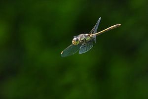 Libelle / Libelle