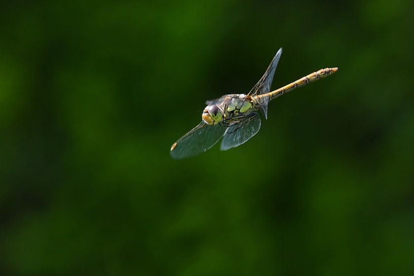 Libelle / Dragonfly par Henk de Boer