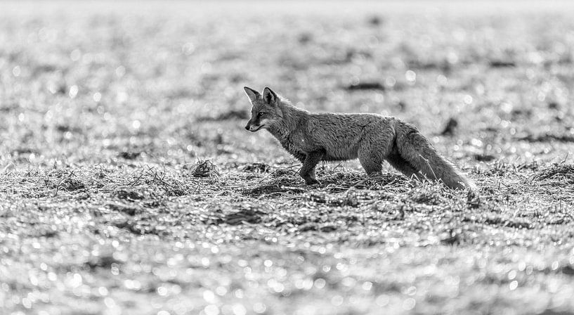 Fuchs Schwarz-Weiß von Felix Brönnimann