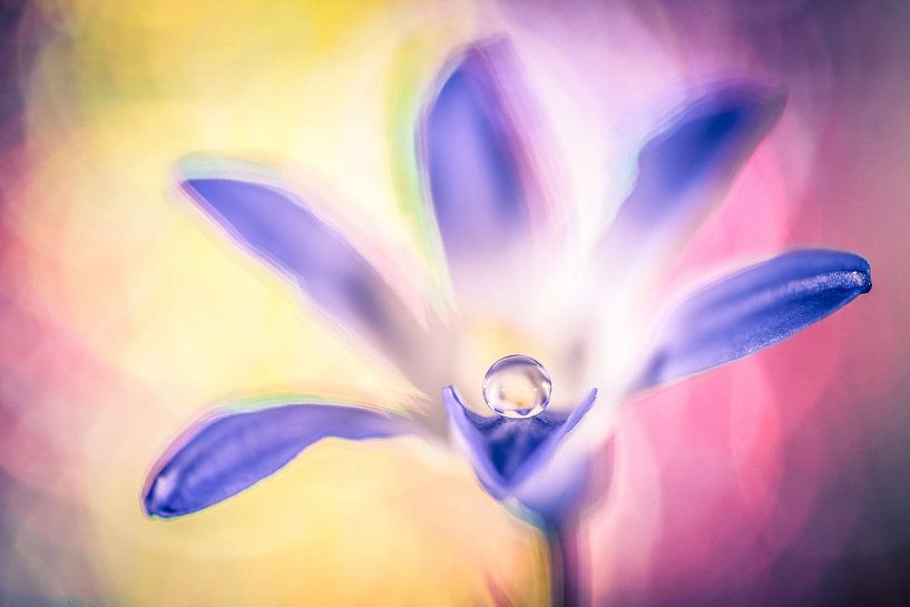 Drop on a flower by Bert Nijholt