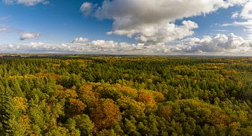 Forêt d'automne avec des feuilles colorées vue d'en haut sur Sjoerd van der Wal Photographie