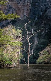 Strijd om te leven by Paul Tolen