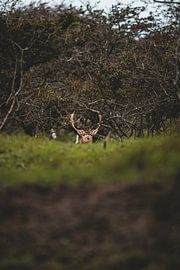 Oh my deer! by The Wild Scribe Prints