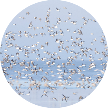 Samen, bonte strandlopers in Waddenzee - Natuurlijk Wadden van Anja Brouwer Fotografie