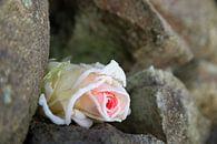 Traum der Eisprinzessin 2, gefrorene Rose von Heidemuellerin Miniaturansicht