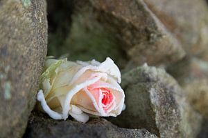 Traum der Eisprinzessin 2, gefrorene Rose