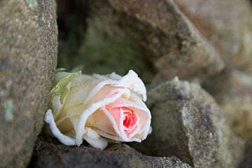 Traum der Eisprinzessin 2, gefrorene Rose von Heidemuellerin
