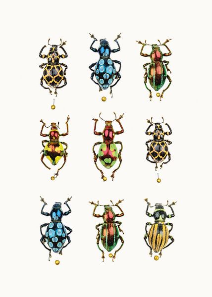 Cabinet de variétés_Insectes_05 par Marielle Leenders