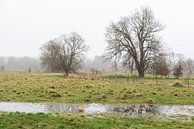 Nature reserve of the River Dyle valley, a natural flood plain a by Werner Lerooy thumbnail