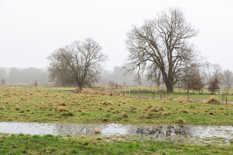 Nature reserve of the River Dyle valley, a natural flood plain a by Werner Lerooy