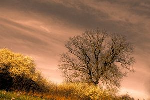 The king in the spring von marleen brauers