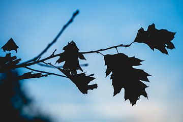 Herbstblätter gegen blauen Abendhimmel