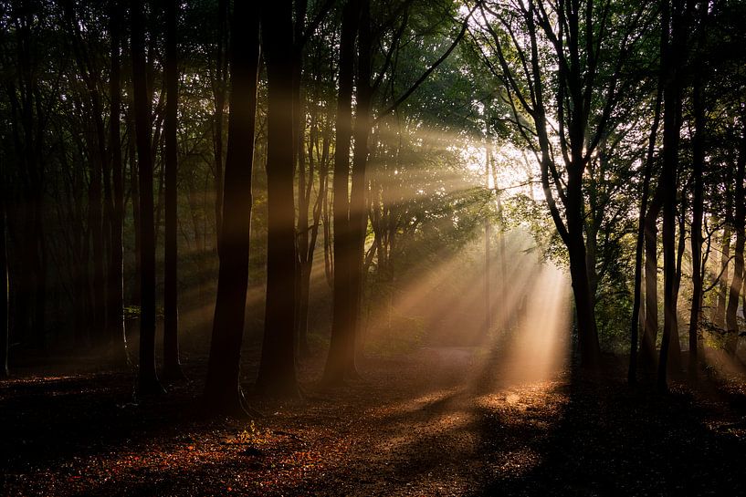 Sunrise in the forest by Ton de Koning