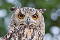 close up van oehoe
