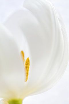 Witte tulp van Mariëro Fotografie