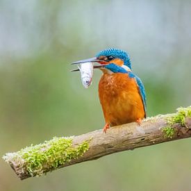 Kingfisher with fish by Harry Punter
