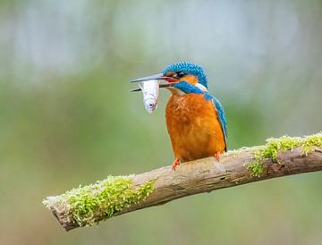 Ijsvogel met visje van Harry Punter