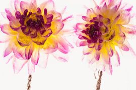 Dahlias in ice 3