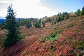 The sun shines over the red autumn colours of heather on a hike in the Austrian mountains by Marco Leeggangers